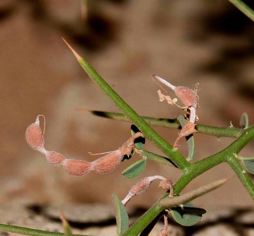 Image of Alhagi maurorum specimen.