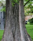 Metasequoia glyptostroboides. Ствол взрослого дерева. Германия, г. Viersen, в парке. 03.05.2012.