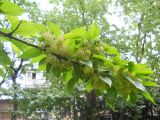 Maclura pomifera. Часть ветви с соцветиями. Крым, Ялта, в культуре. 22 мая 2012 г.