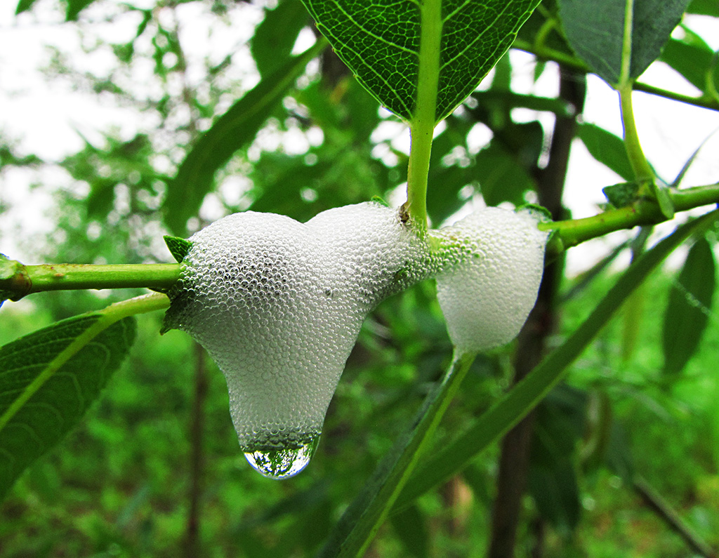 Image of Salix euxina specimen.