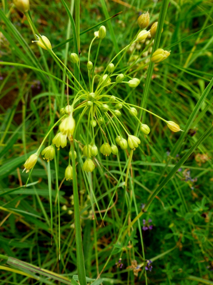 Изображение особи Allium flavum.