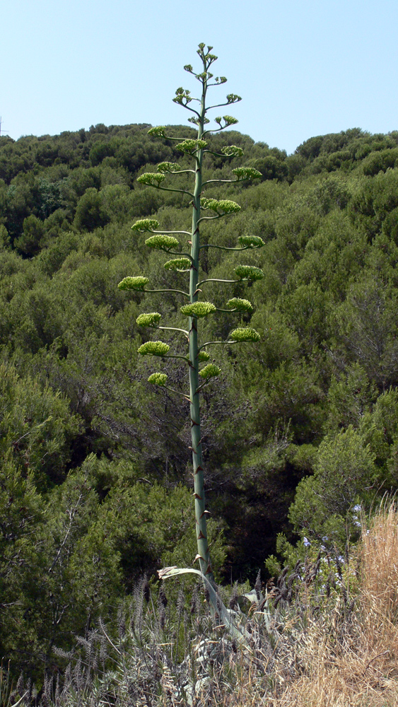 Изображение особи Agave americana.