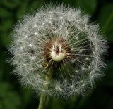 Taraxacum officinale. Созревшее соплодие. Московская обл., Раменский р-н, окр. дер. Хрипань, садовый участок. 24.05.2012.