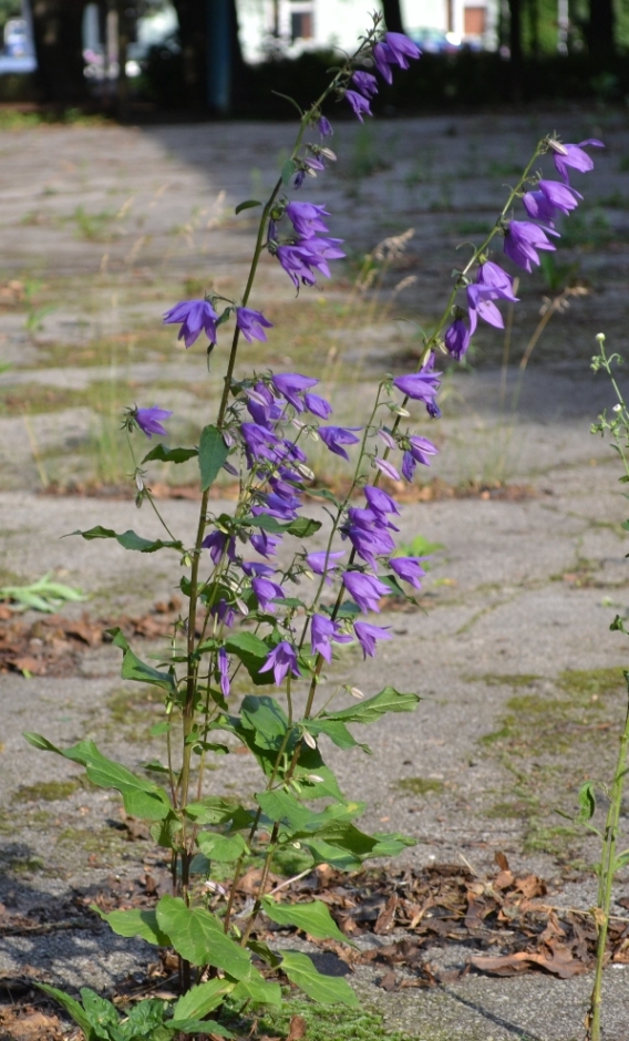 Image of Campanula rapunculoides specimen.