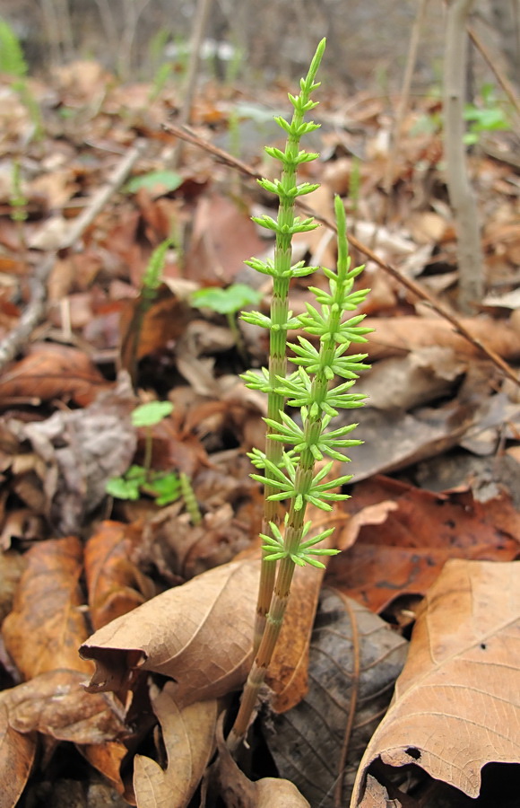 Изображение особи Equisetum arvense.