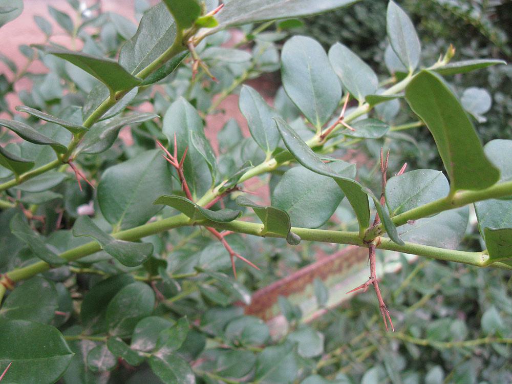 Image of Carissa macrocarpa specimen.