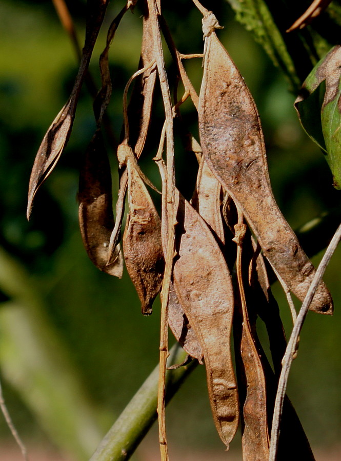 Image of Laburnum anagyroides specimen.