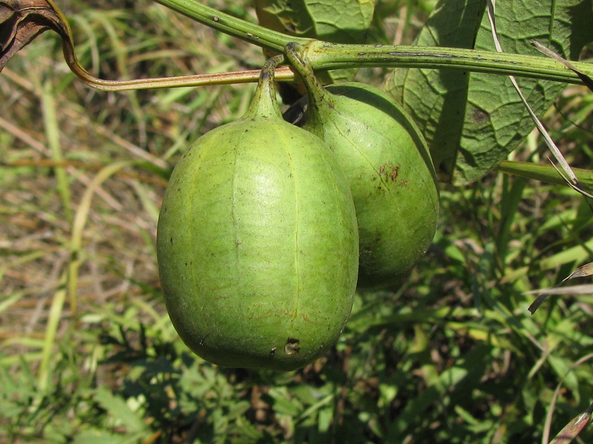 Image of Aristolochia clematitis specimen.