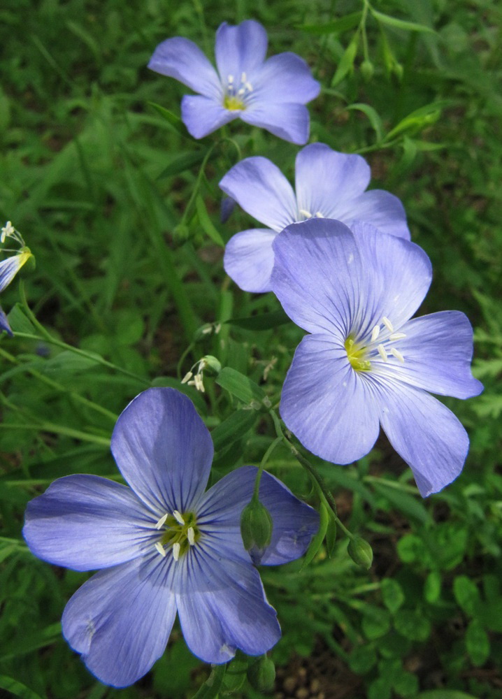 Image of Linum komarovii specimen.