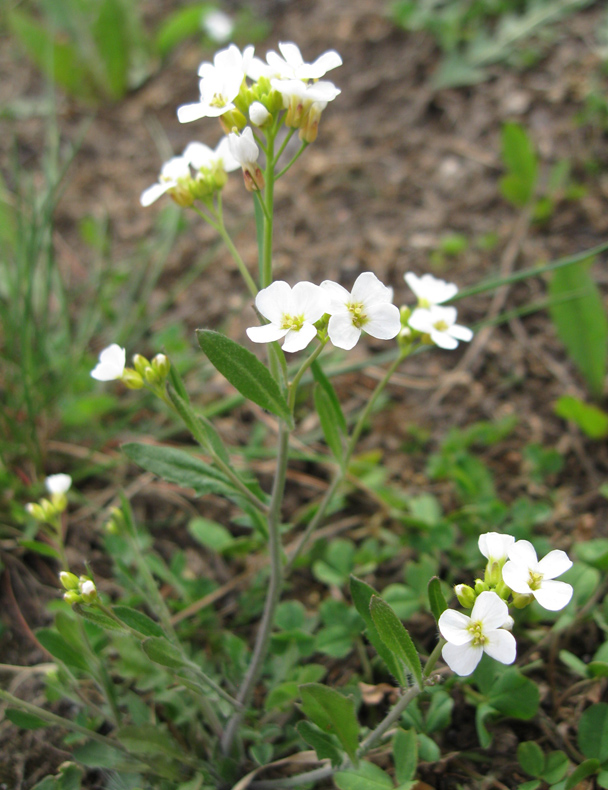 Image of Arabidopsis arenosa specimen.