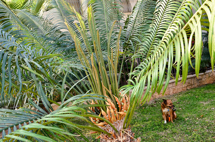 Изображение особи Cycas thouarsii.