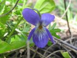 genus Viola. Цветок. Украина, г. Запорожье, балка между Космическим мкрн. и Опытной станцией. 17.04.2011.