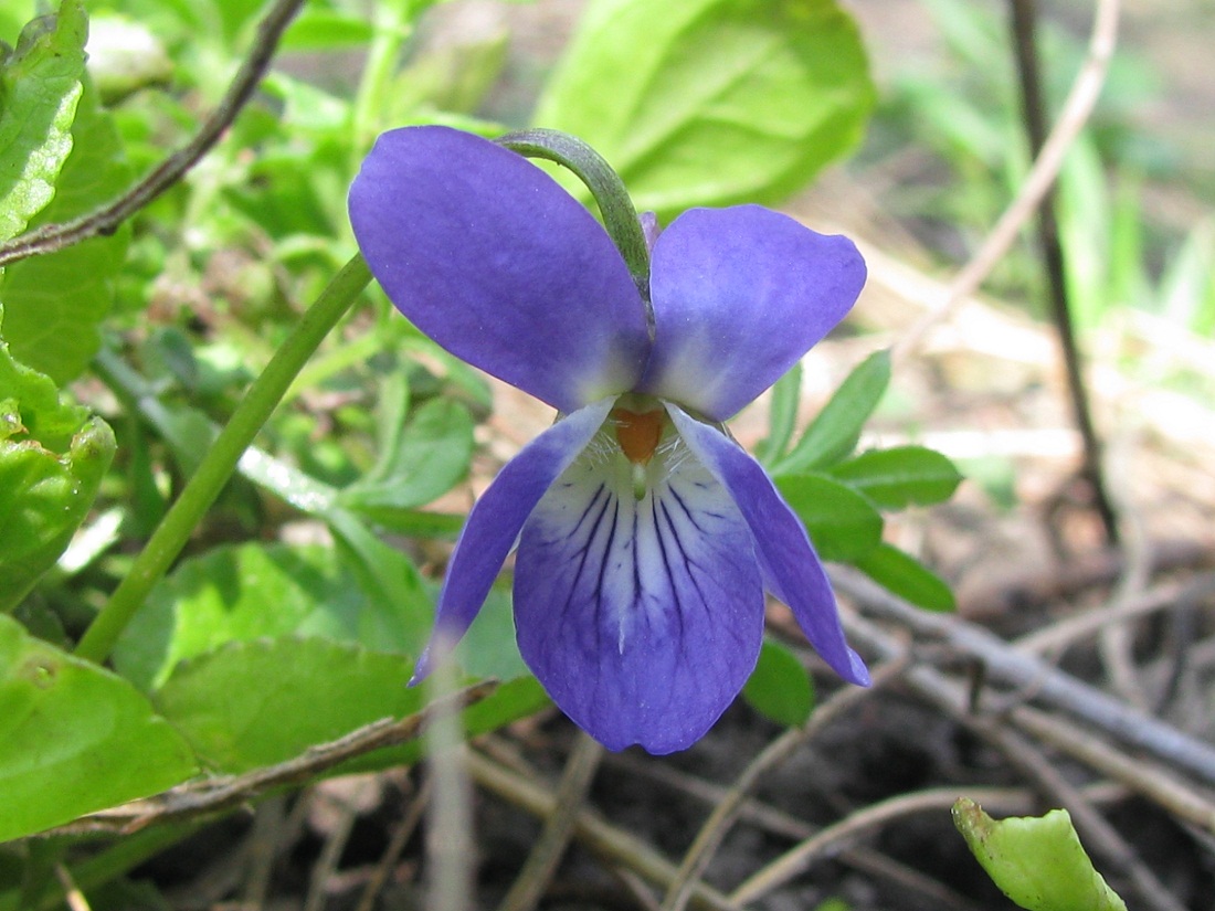 Image of genus Viola specimen.