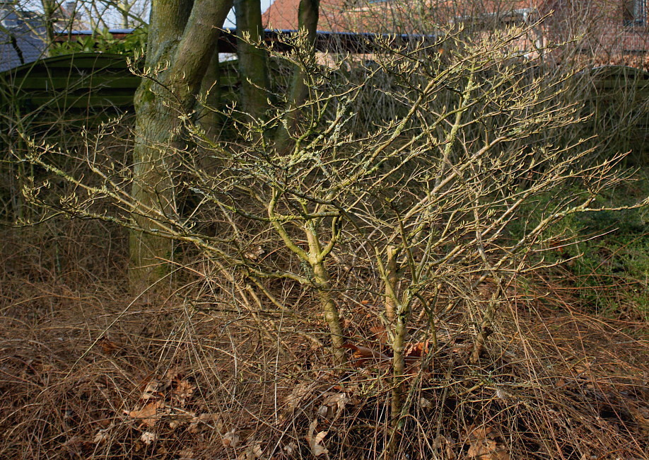 Image of Viburnum plicatum specimen.