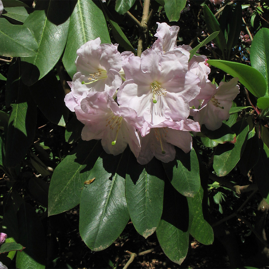 Image of Rhododendron fortunei specimen.