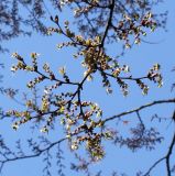 Zelkova serrata. Часть веточки с распустившимися почками. Германия, г. Krefeld, ботанический сад. 20.04.2013.