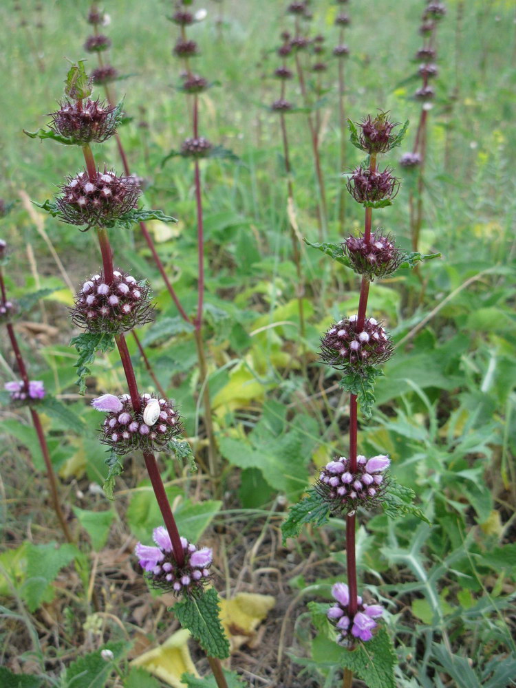 Image of Phlomoides tuberosa specimen.