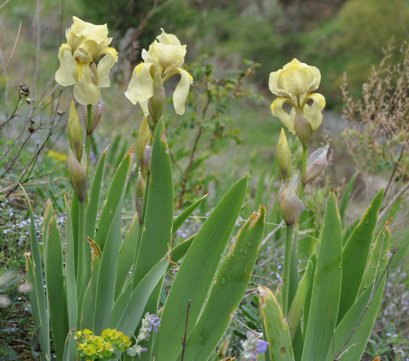 Image of Iris imbricata specimen.