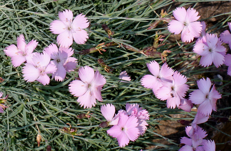 Изображение особи Dianthus subacaulis.