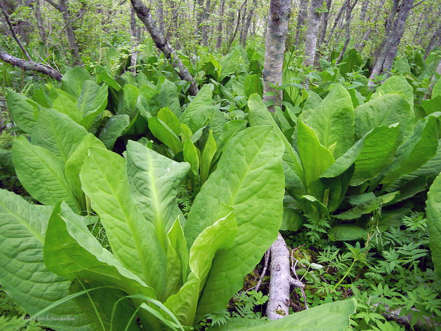 Image of Lysichiton camtschatcensis specimen.