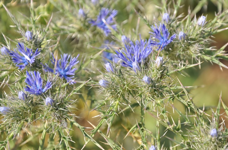 Image of Cardopatium corymbosum specimen.