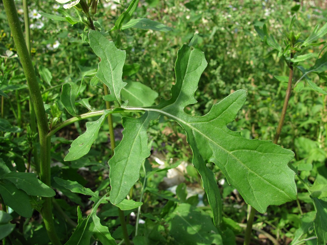 Image of Eruca sativa specimen.