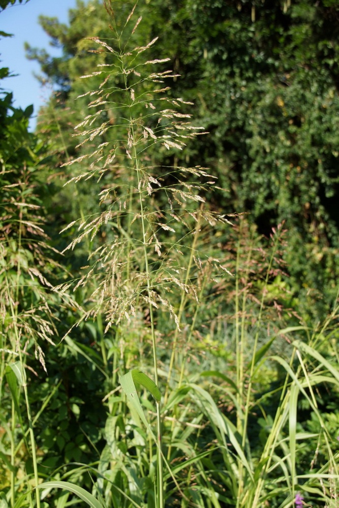 Image of genus Sorghum specimen.