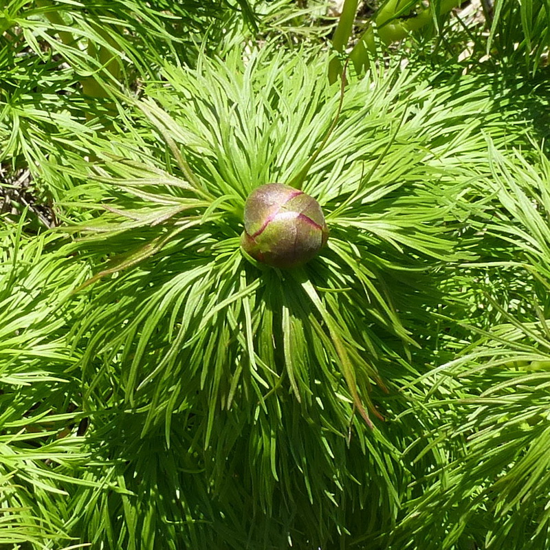 Image of Paeonia tenuifolia specimen.