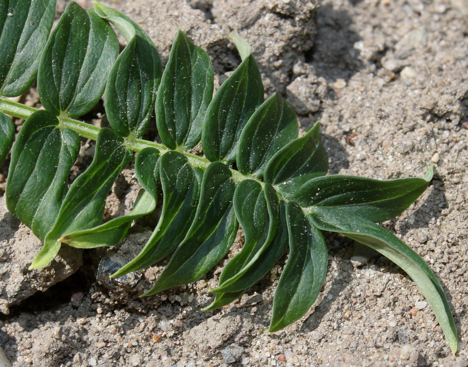 Image of Polemonium caeruleum var. himalayanum specimen.