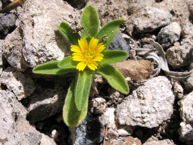 Image of Asteriscus aquaticus specimen.