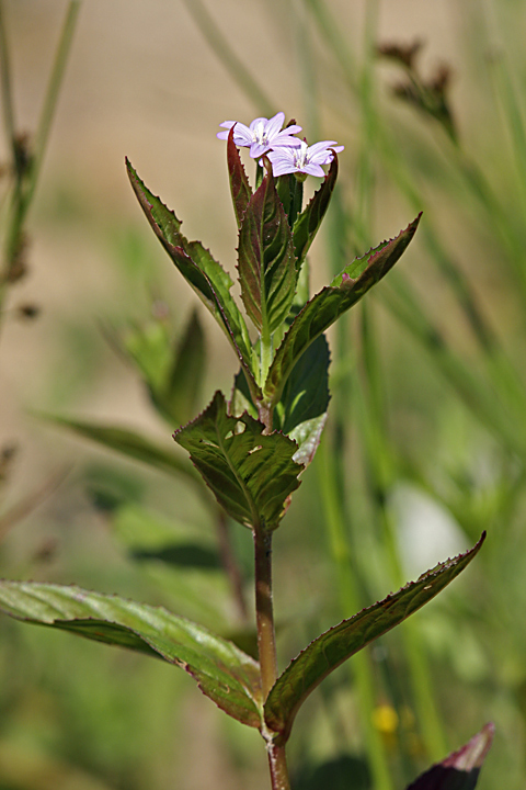 Изображение особи Epilobium adenocaulon.