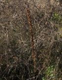 Orobanche crenata