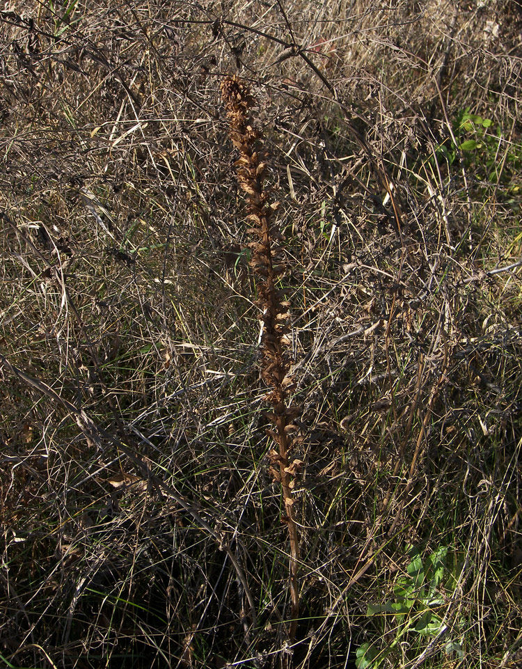 Image of Orobanche crenata specimen.