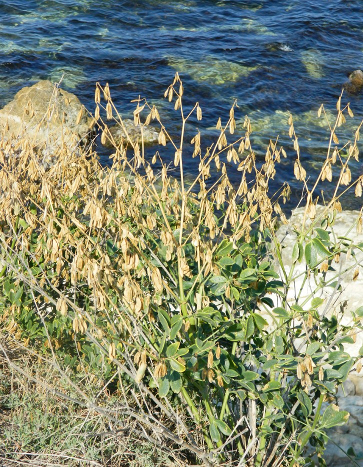 Image of Zygophyllum fabago specimen.