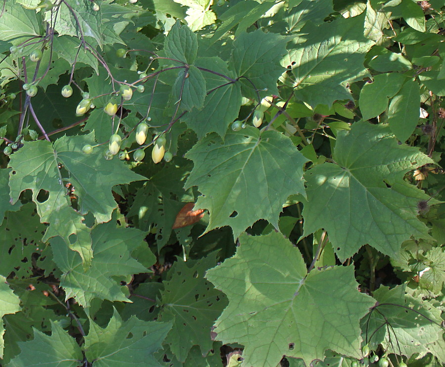 Image of Kirengeshoma palmata specimen.