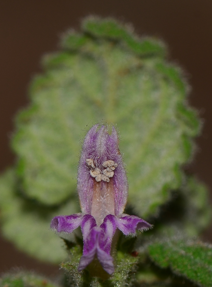 Image of Ballota saxatilis specimen.