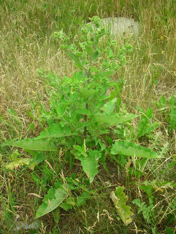 Image of Arctium minus specimen.