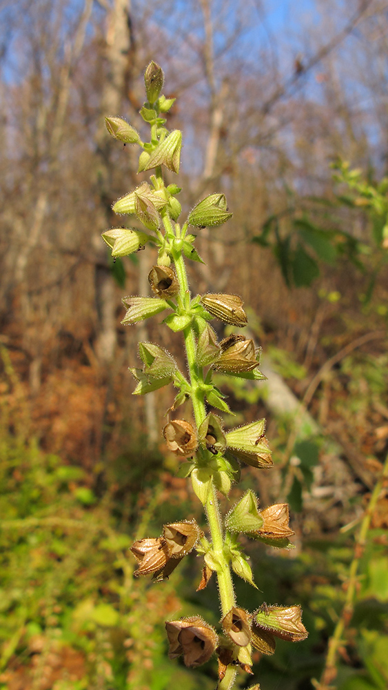 Изображение особи Salvia glutinosa.