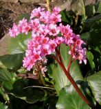 Bergenia crassifolia. Верхушка побега с соцветием. Германия, г. Дюссельдорф, Ботанический сад университета. 02.03.2014.