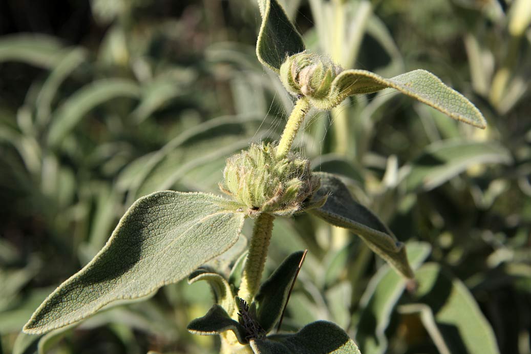 Изображение особи Phlomis fruticosa.