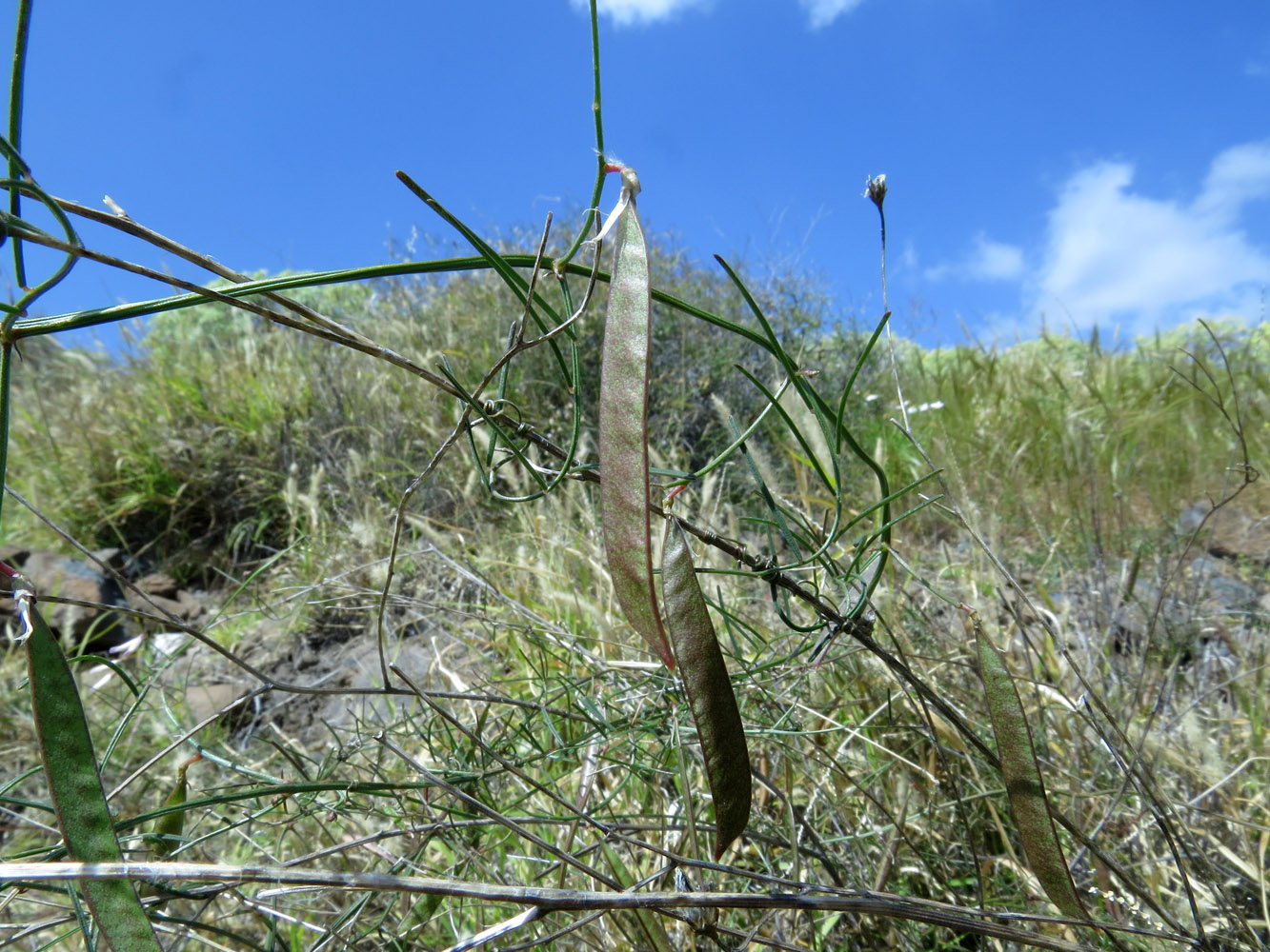 Изображение особи Vicia cirrhosa.