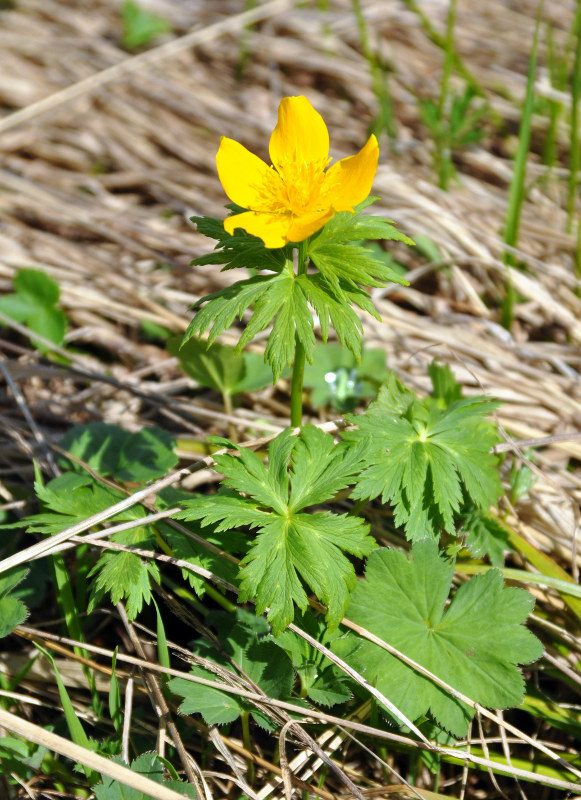 Изображение особи Trollius ranunculinus.