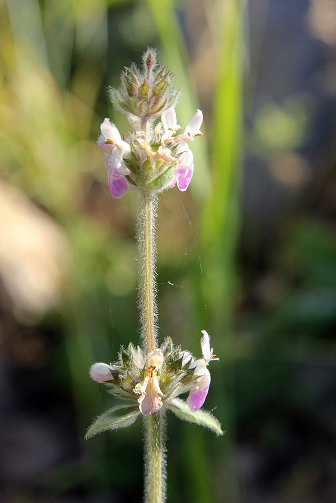 Изображение особи Stachys hissarica.