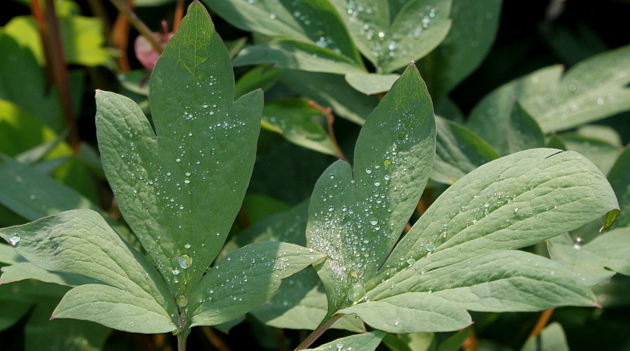 Image of Dicentra spectabilis specimen.