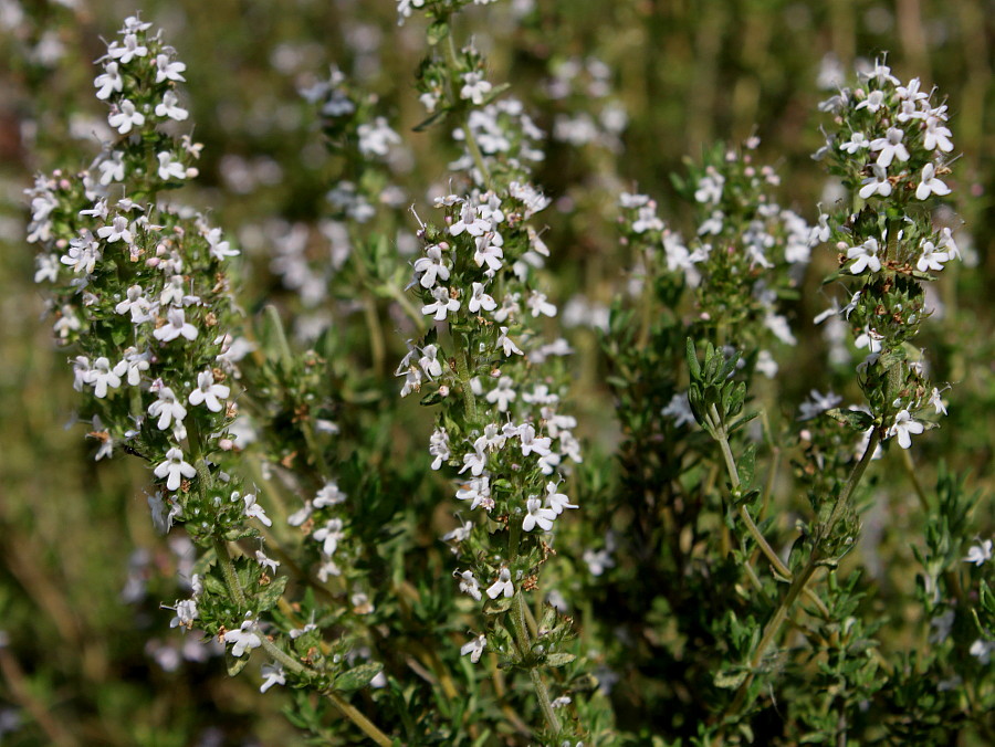 Изображение особи Thymus vulgaris.