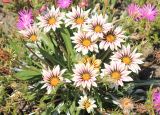 Gazania × hybrida. Цветущие растения. Черноморское побережье Кавказа, Анапский р-н, с. Большой Утриш, в культуре. 24 июня 2014 г.