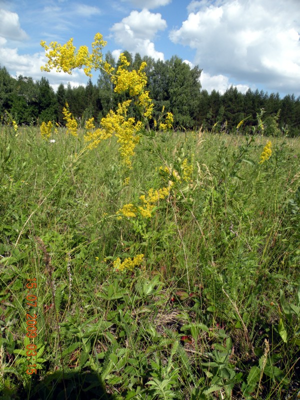 Image of Galium verum specimen.