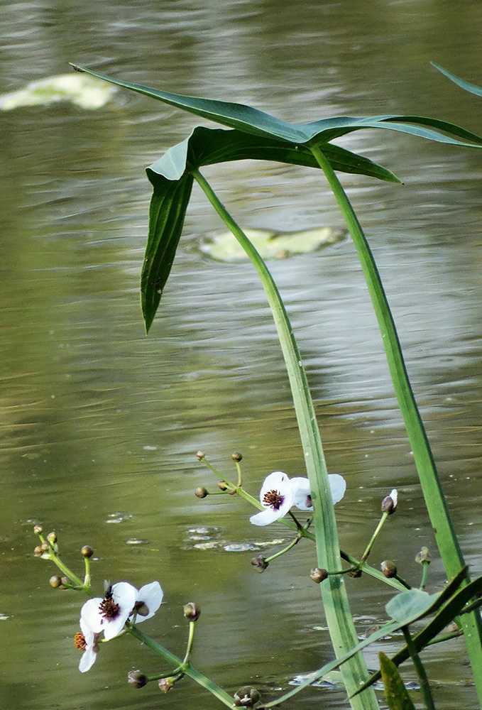 Image of Sagittaria sagittifolia specimen.