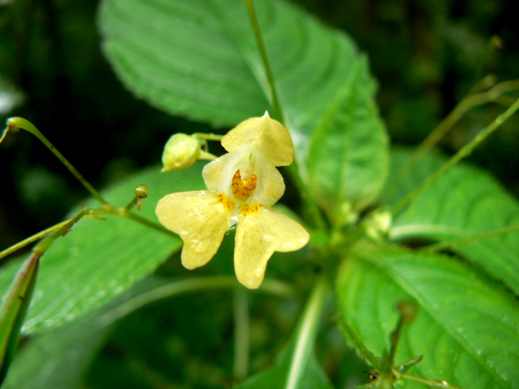 Image of Impatiens parviflora specimen.