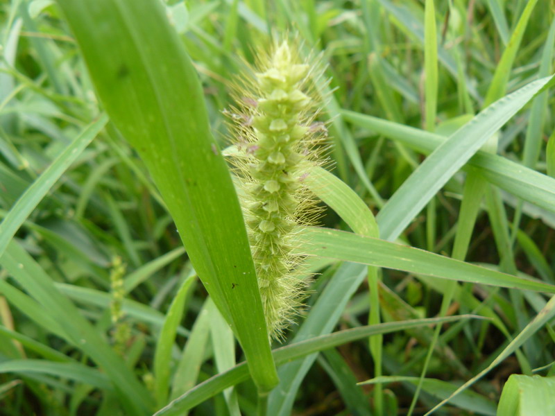 Image of Setaria pumila specimen.